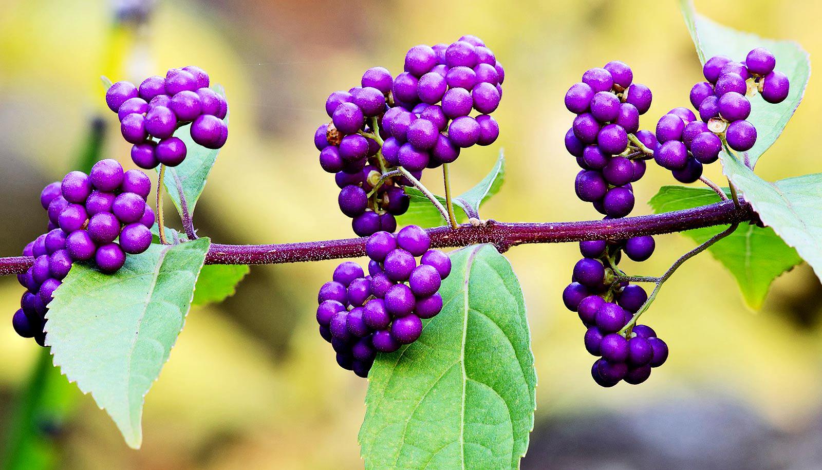 clusters of purple berries on branch