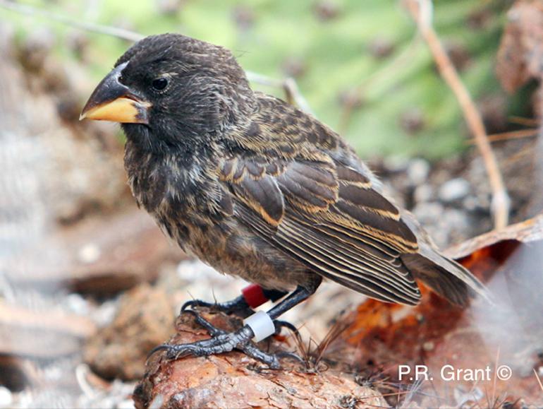 new finch species