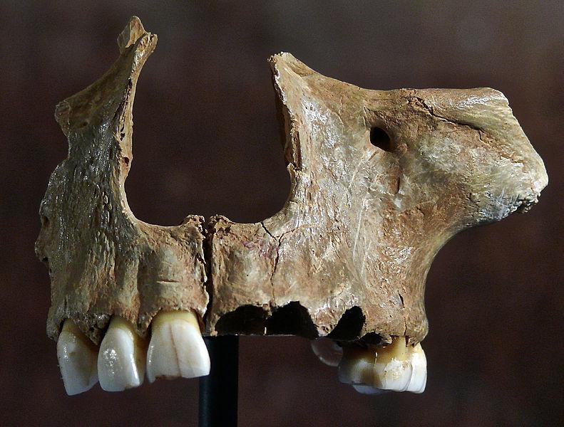 One of the skulls found in Gough's Cave.