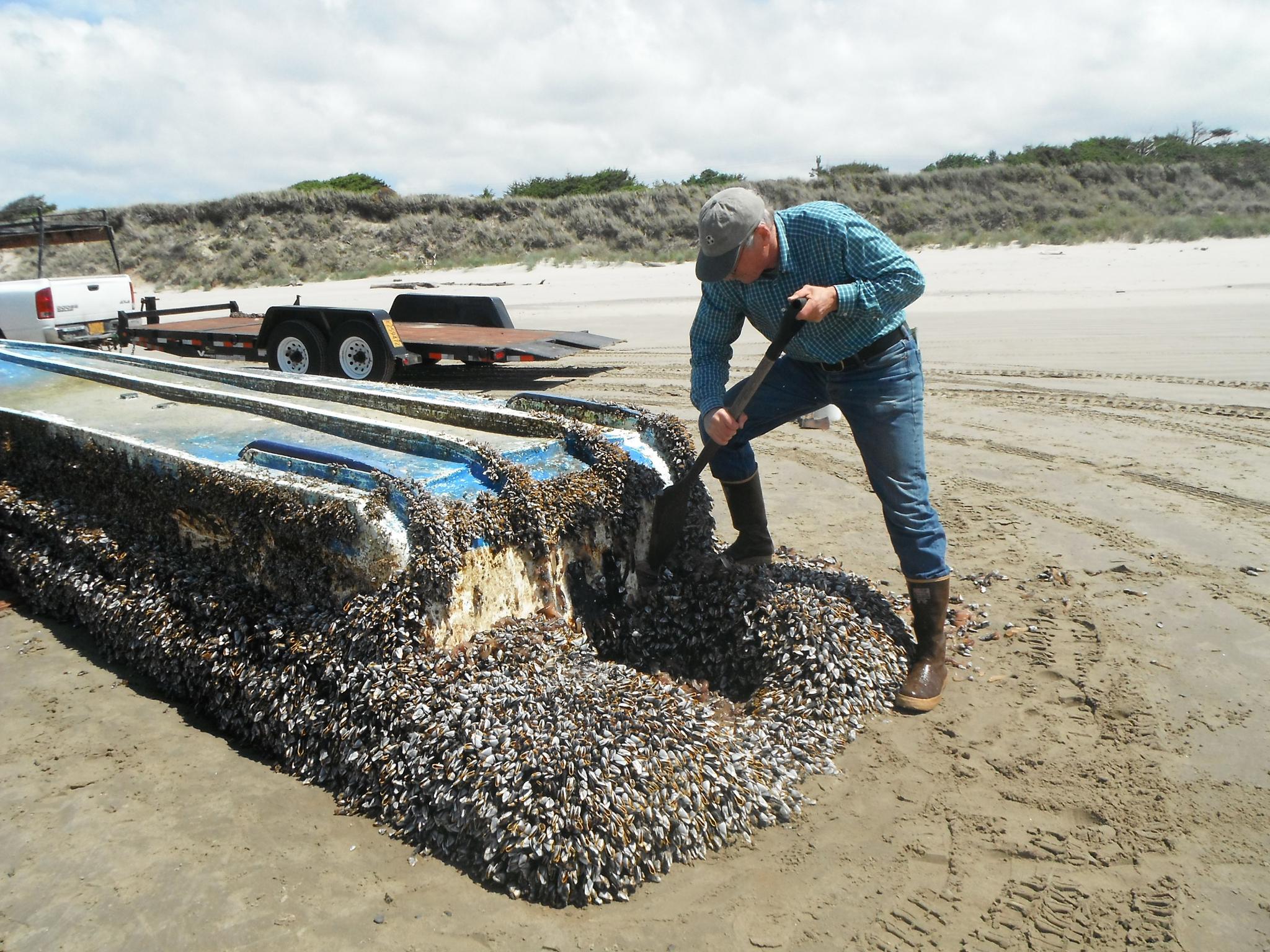 A Japanese vessel coated with sea creatures made its way to Washington after the tsunami.
