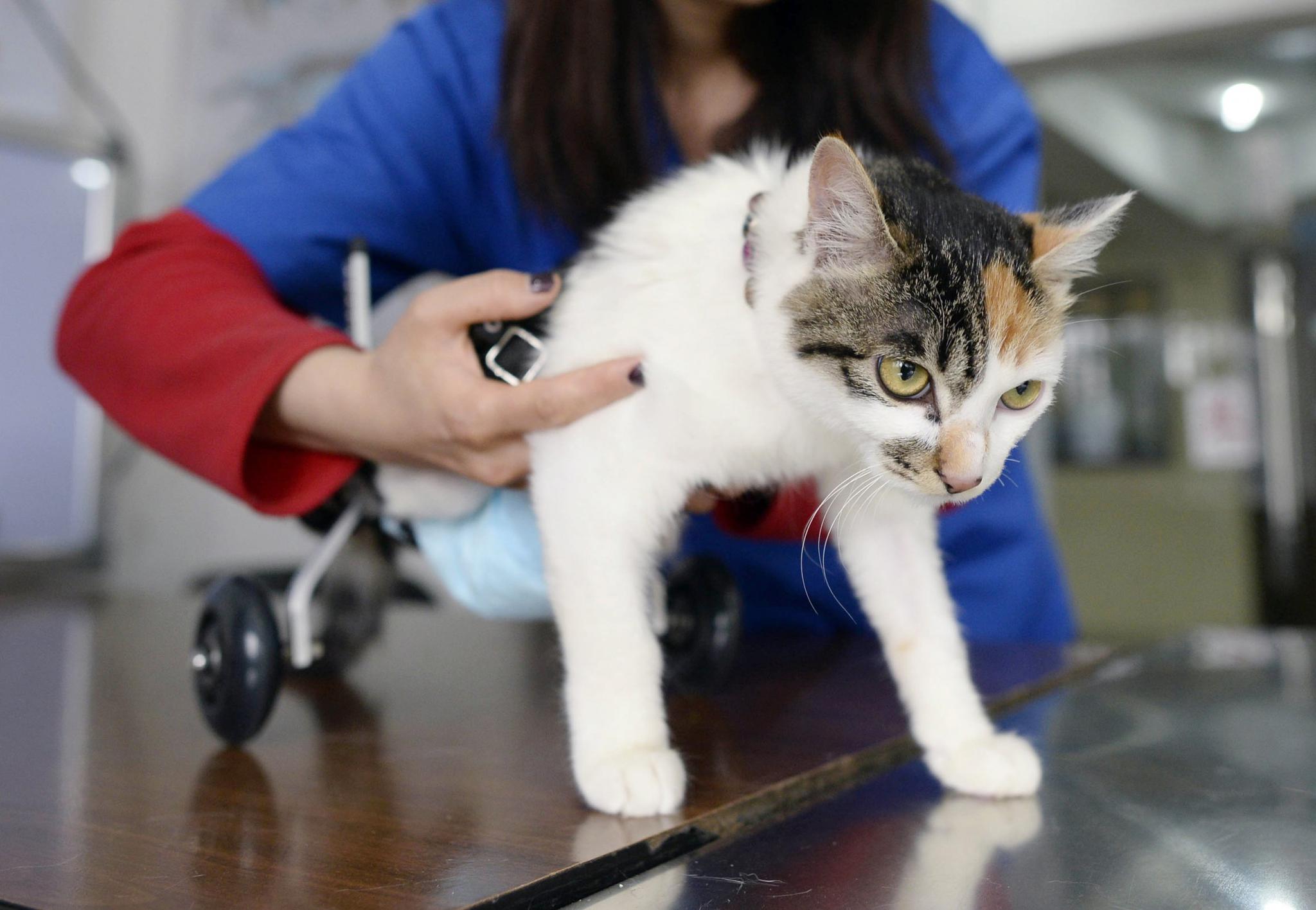 A veterinarian fits an 8-month-old cat in a prosthetic two-wheel device, at a veterinary hospital. Some interns speaking to Newsweek reported unfair working conditions with long hours, little training and, in some cases, abuse.