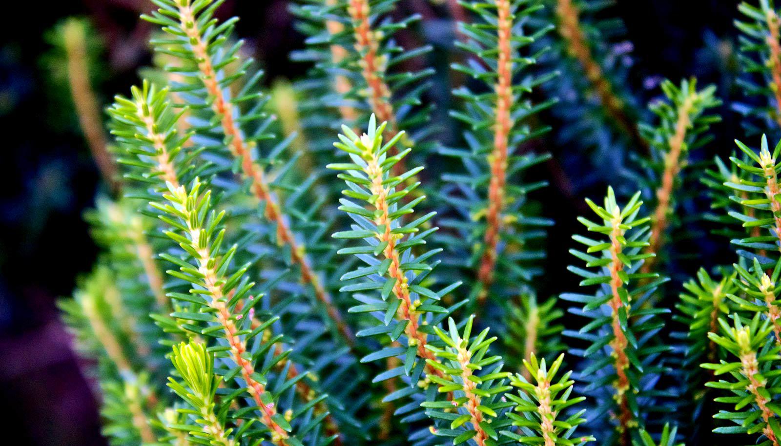 needles of a fir tree like Abies beshanzuensis