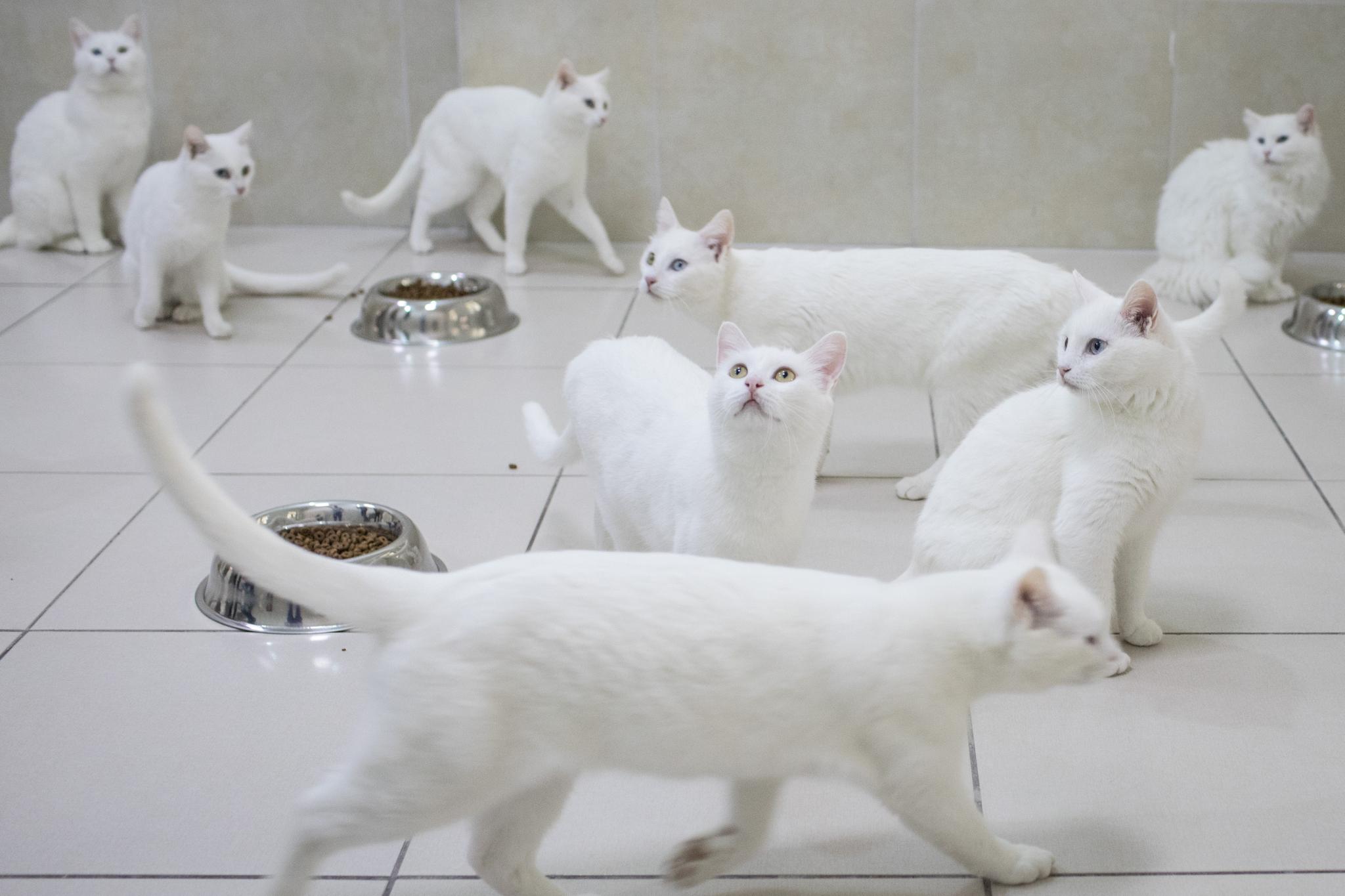 Turkish Van cats eat in their dining room at the Van Cat Research Center on February 8, 2018 in Van, Turkey. Cats aren't used as often to create mouse models of cancer research; these cats are part of a research project to protect their breed from dying out.