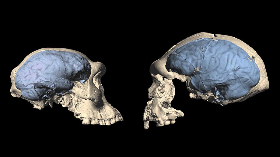 A side-by-side comparison of early Homo and ape-like skulls and brains