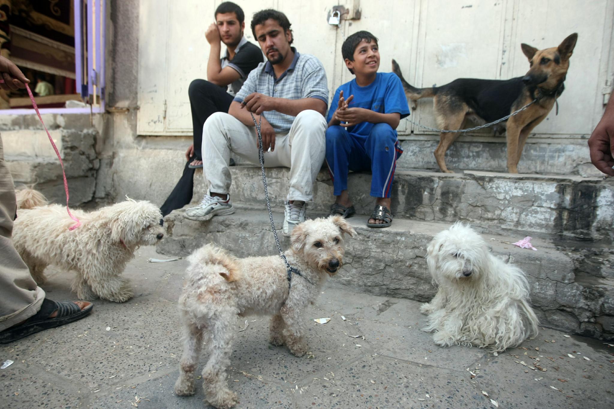 Merchants display foreign dogs for sale at the al-Ghazel animal market in Baghdad, Iraq, on May 21, 2010. Iraq's fondness for canine companionship began during the chaotic years after the U.S.-led invasion in 2003. Wary of growing crime rates—and perhaps inspired by the American military's K-9 units, many shopkeepers invested in the biggest, most brutish-looking fleabags they could find.