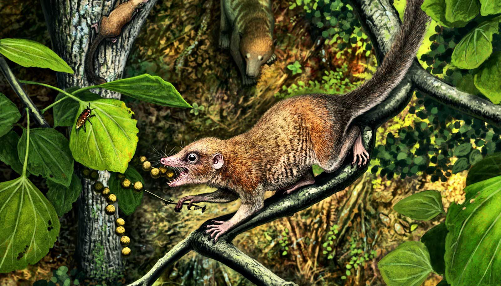 The Purgatorius mckeeveri has beady eyes, a rat-like face with small teeth, and a long bushy tail