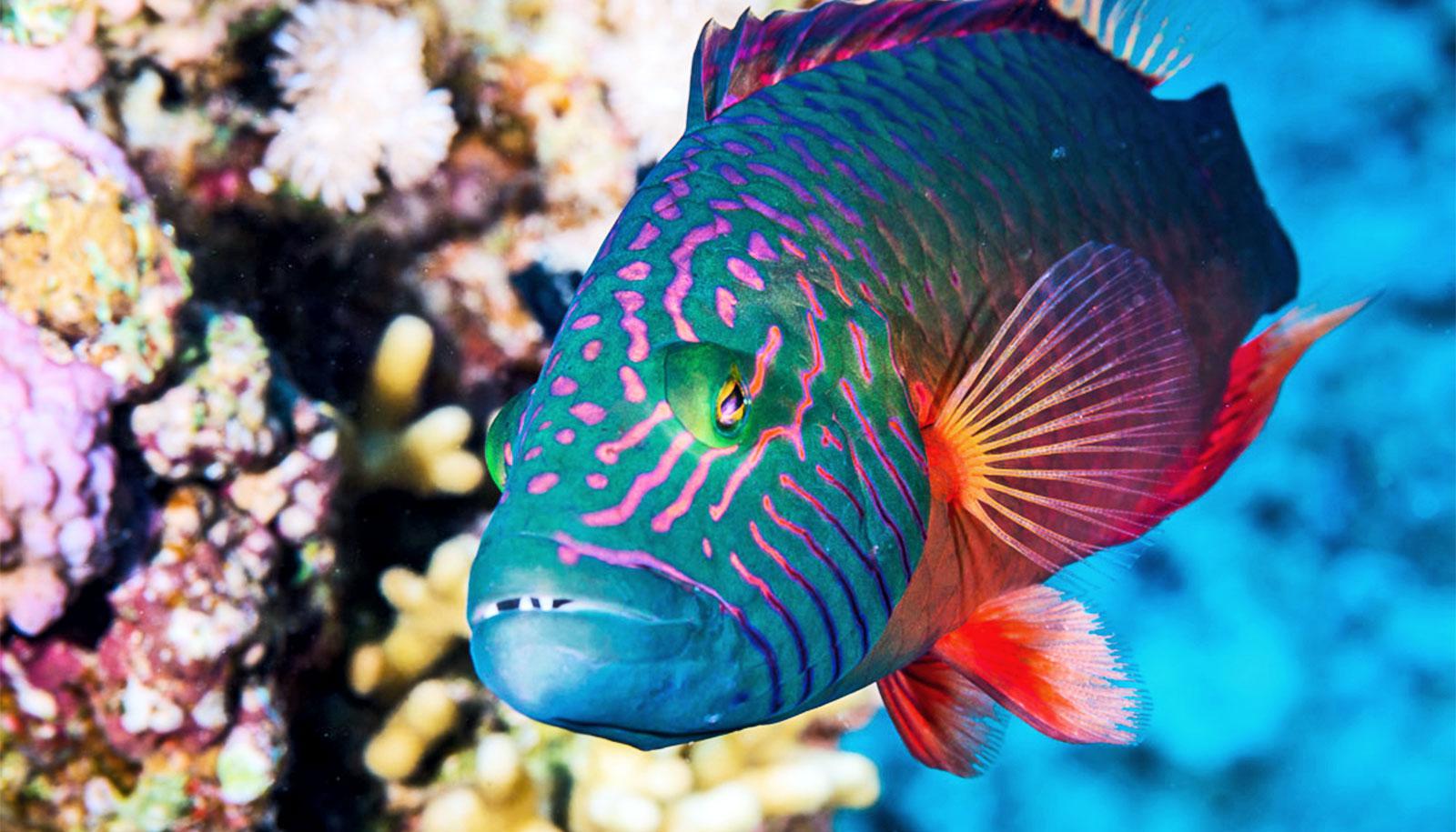 A colorful blue and pink-striped fish swims past corals in the ocean