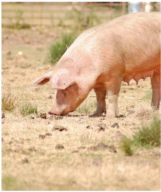 farmweekza201113_article_008_01_01