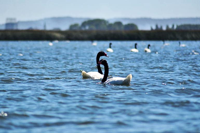 Chilean swans