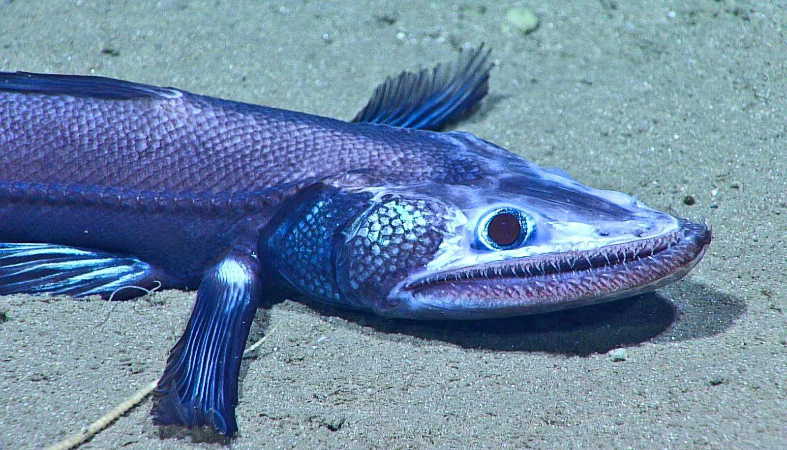 deep-sea lizardfish