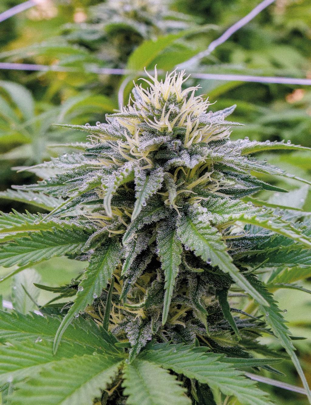 thc2011_article_041_01_01