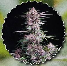 thc2011_article_041_01_02