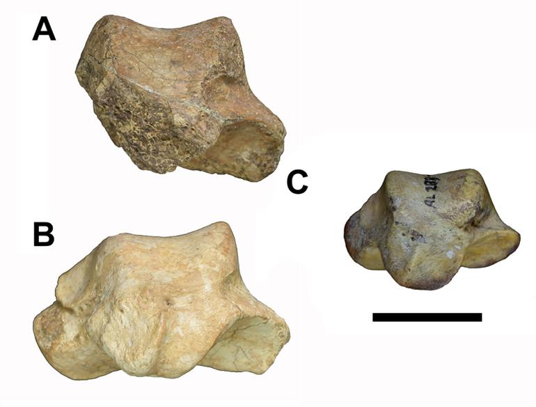 Ardipithecus ramidus and "Lucy" ankle bones