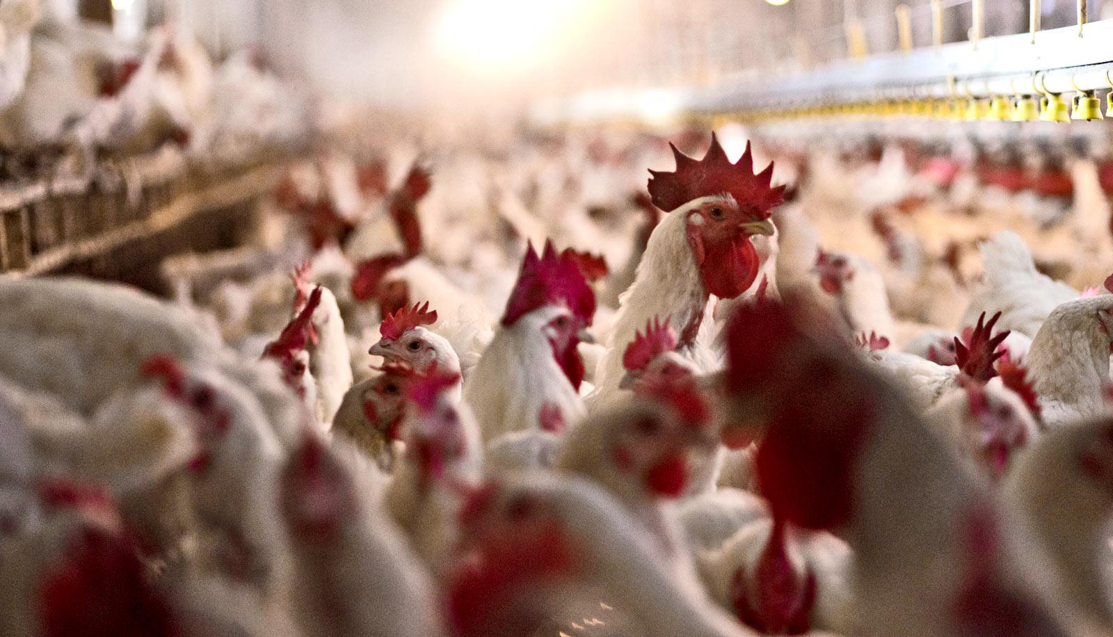 chickens in industrial farm