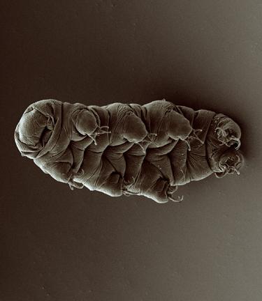 This microscopic critter might be our first interstellar species.