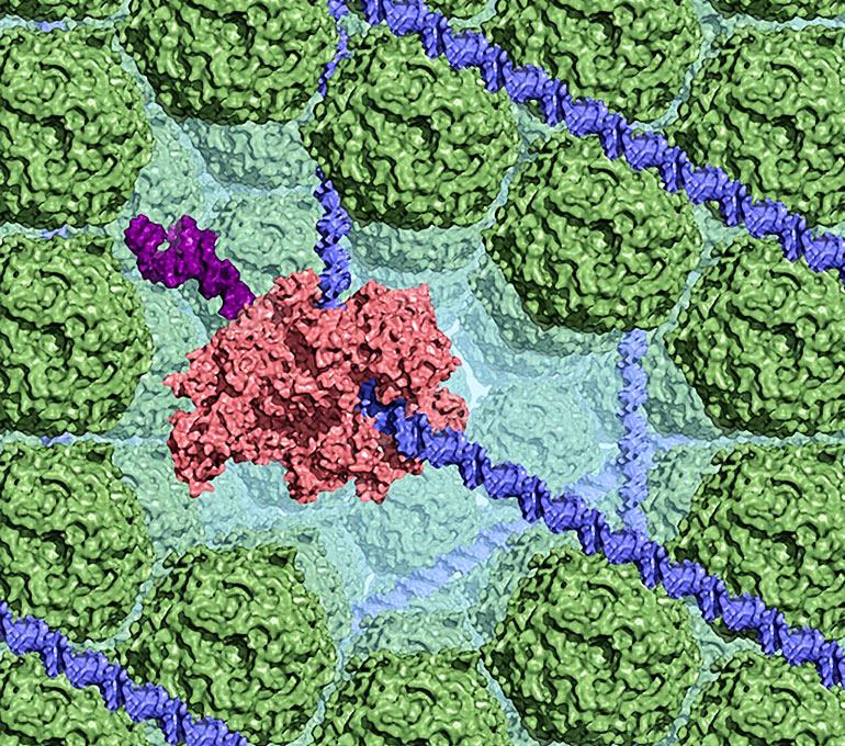 Dps compacts DNA