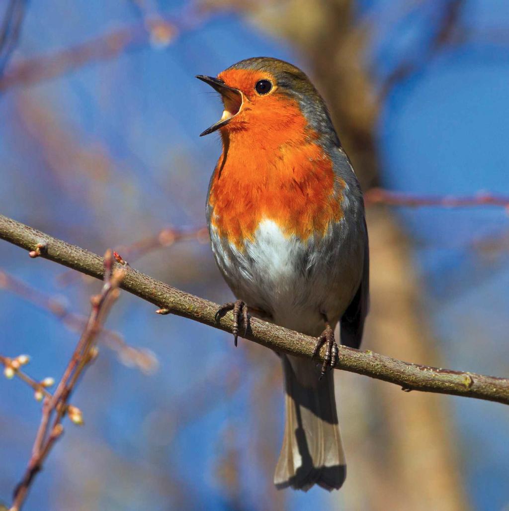 Who, what, why: How aggressive are robins? - BBC News