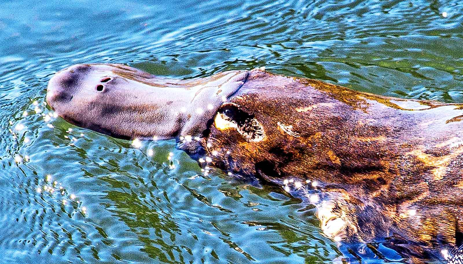 platypus in the water (fossils concept)