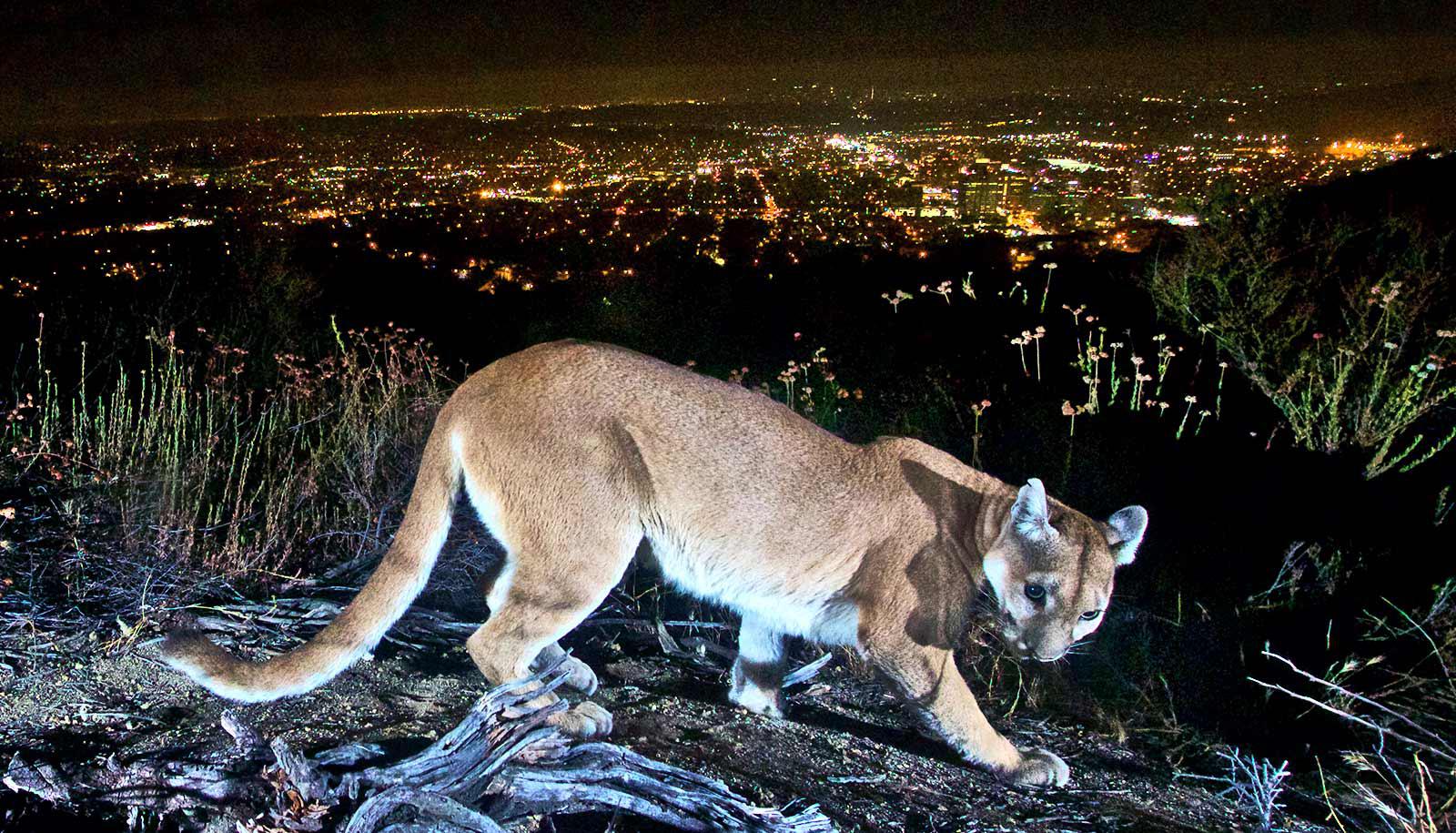 A mountain lion walks in the hills above Los Angeles at night, the city light shining in the background