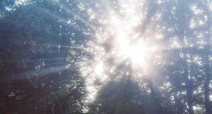 Using your Intuition to Navigate Your Spiritual Growth, by Amy White. Photograph of sunburst through trees by Camilo Jimenez