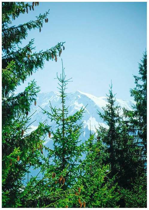 lirefr2003_article_097_01_01