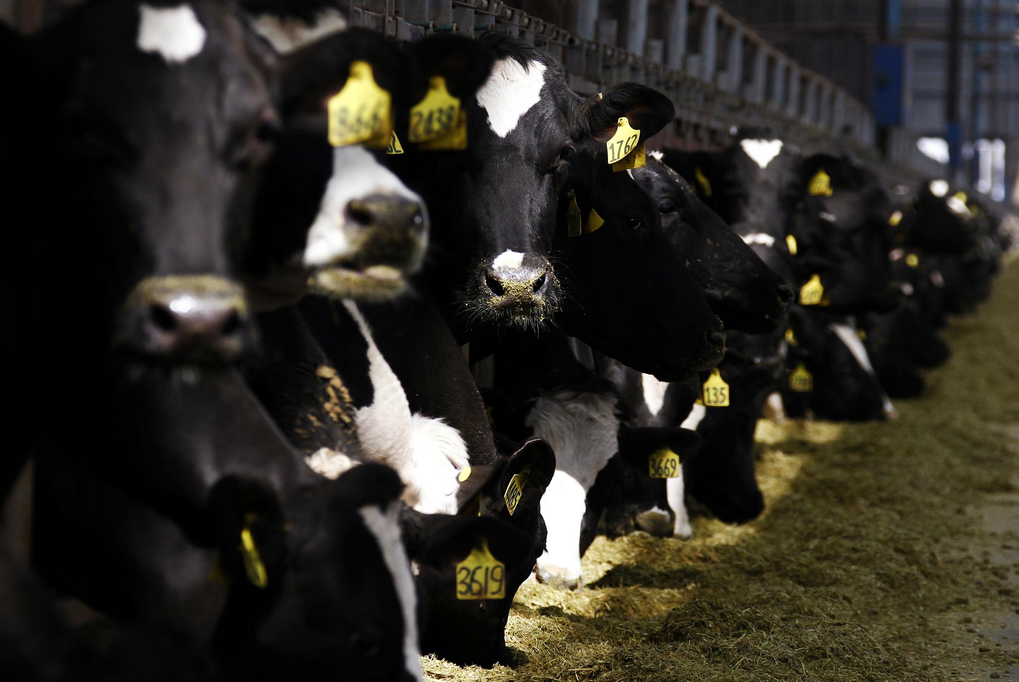 For the first time, scientists have created disease-resistant transgenic cows.