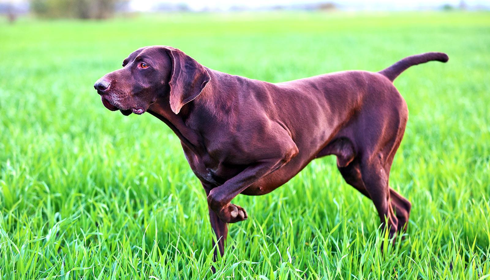 pointing dog in grass