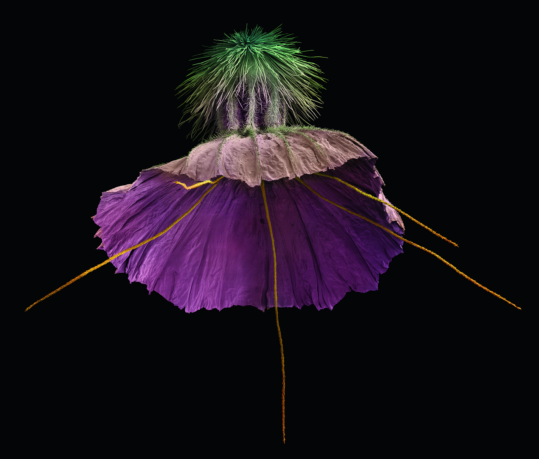 Scabiosa crenata, fruit.