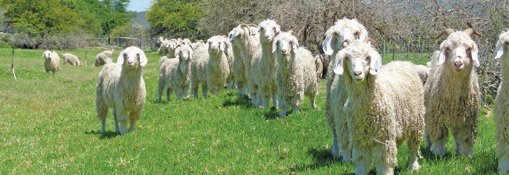 farmweekza200306_article_034_01_01