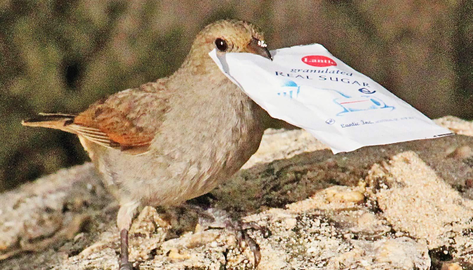 bullfinch opens sugar packet