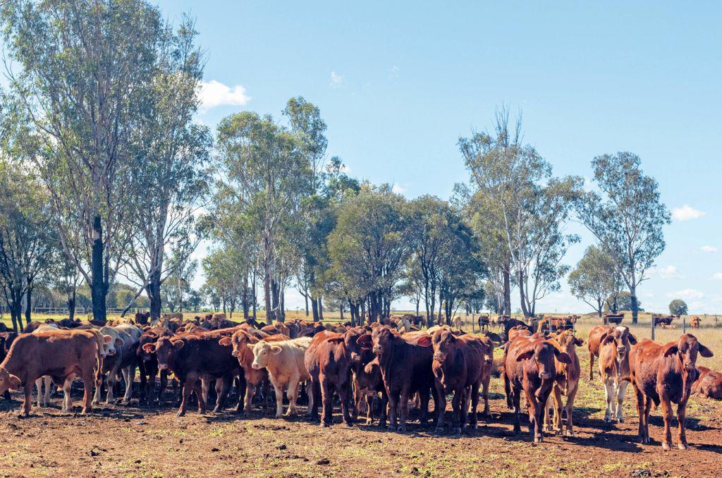 aucountry2002_article_074_01_01