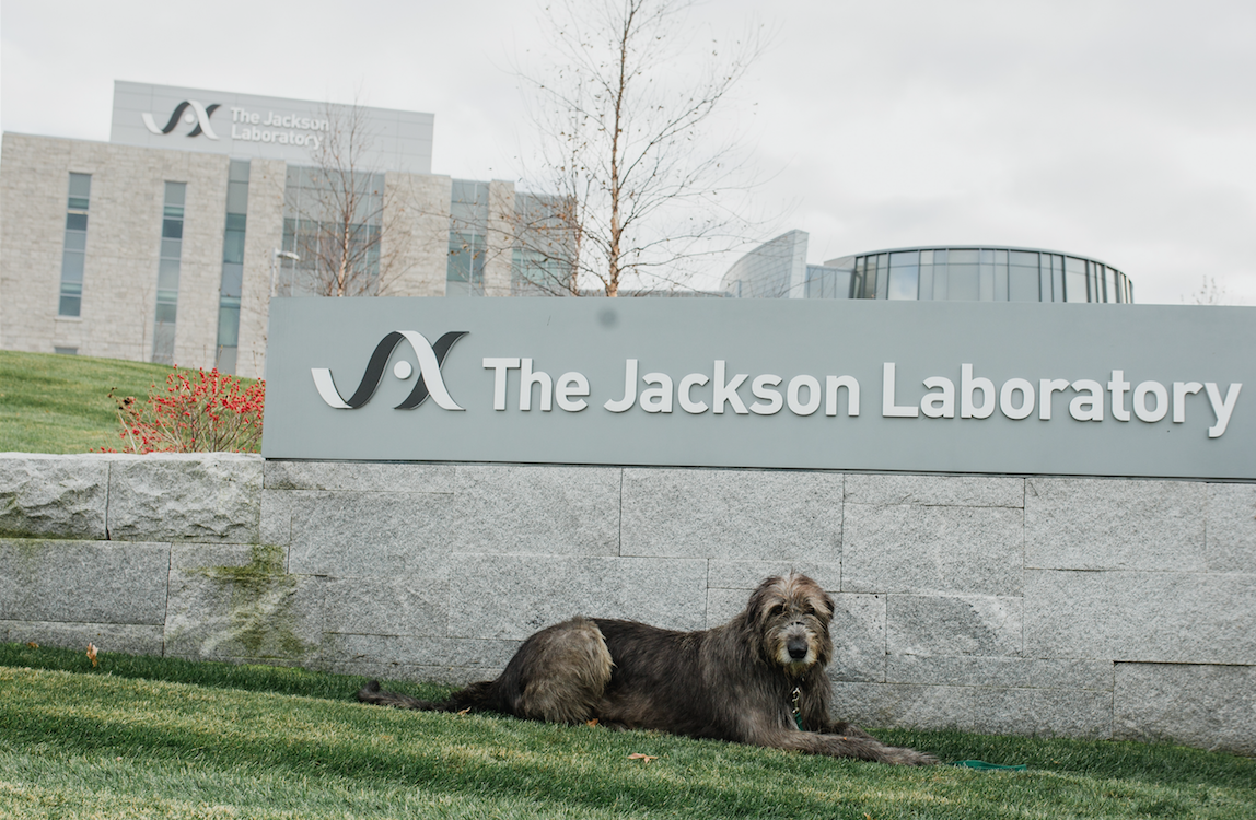 Patrick, a healthy Irish Wolfhound, donated blood as part of a new canine cancer research project at The Jackson Laboratory.