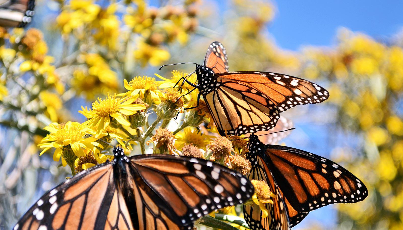 monarch butterflies on yellow flower